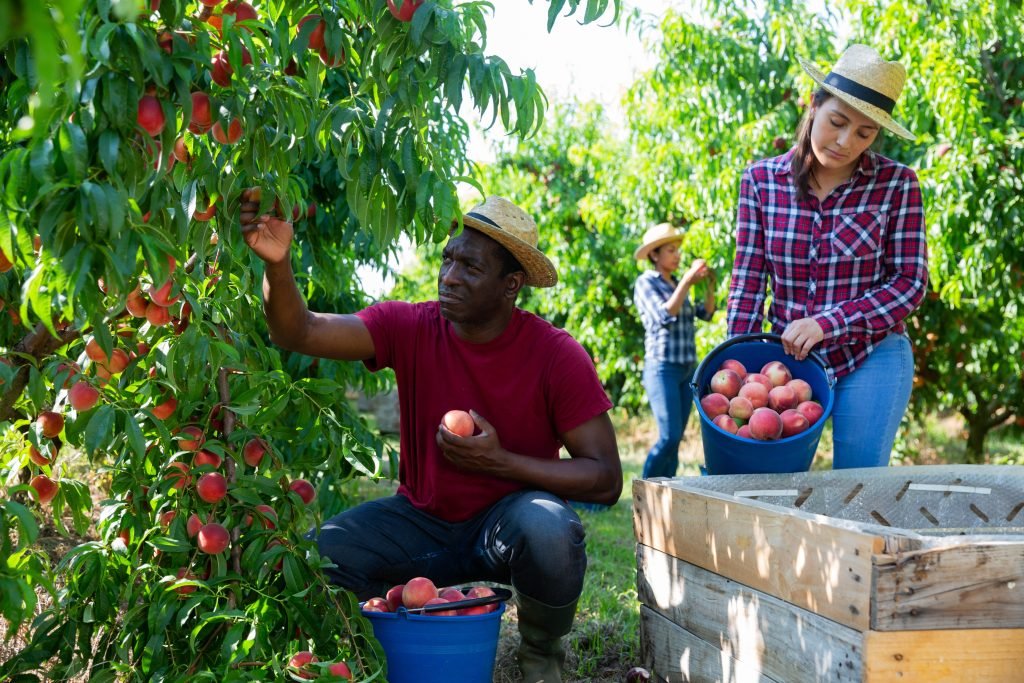 Fruit picking jobs in the UK