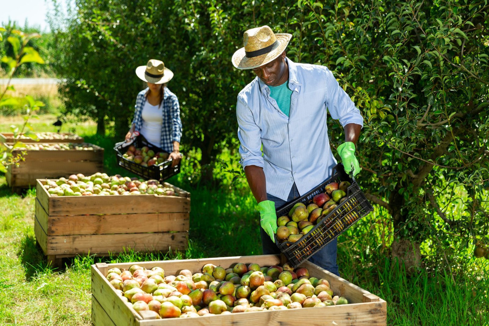 Fruit Picking Jobs in USA for foreigners